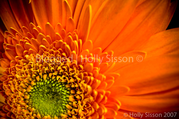 Beautiful Flowers
