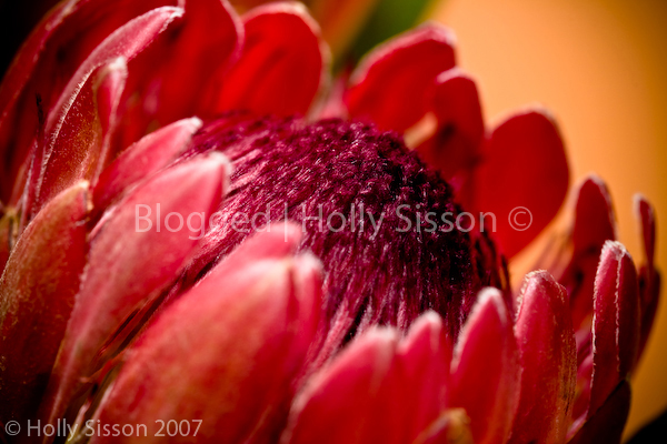 Beautiful Flowers