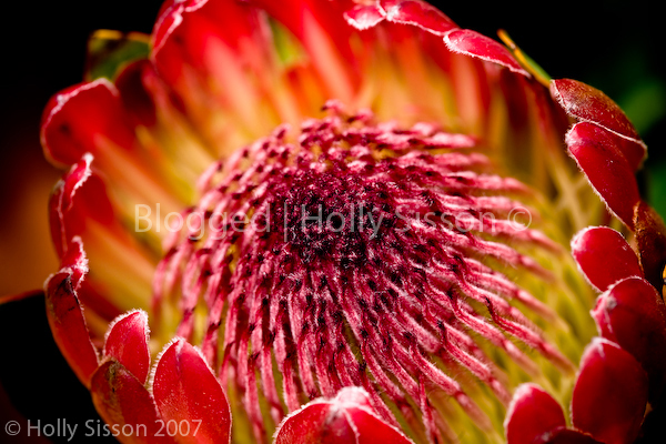Beautiful Flowers