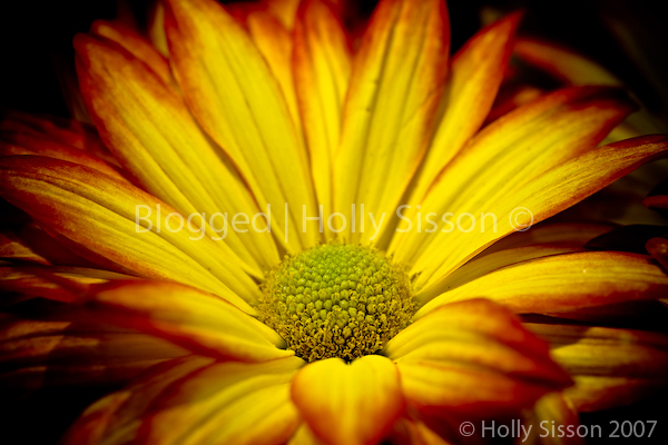 Beautiful Flowers