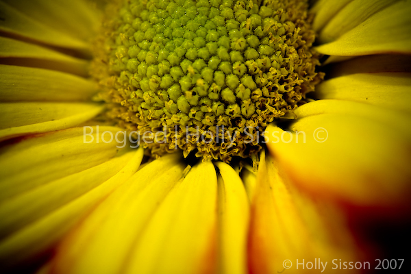 Beautiful Flowers