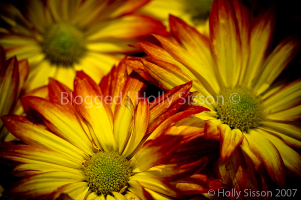 Beautiful Flowers