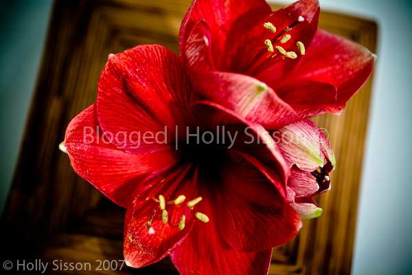 Beautiful Flowers