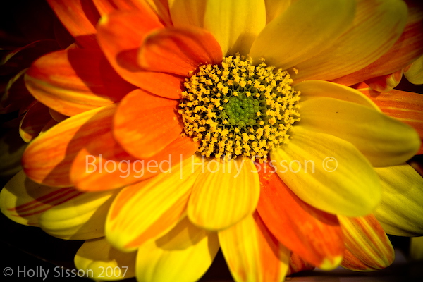 Beautiful Flowers