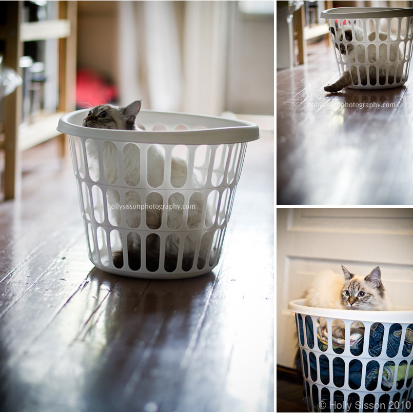 Alice-laundry-basket-collage.jpg