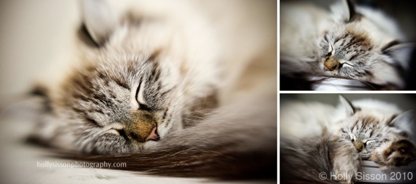 Alice-lensbaby-collage-Oct10.jpg