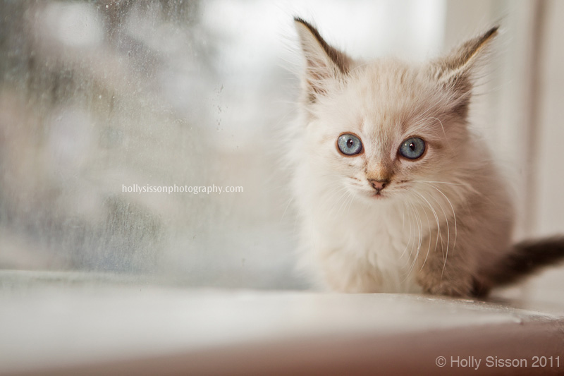 Finn at window