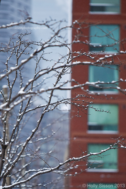 Snowy branches against city backdrop