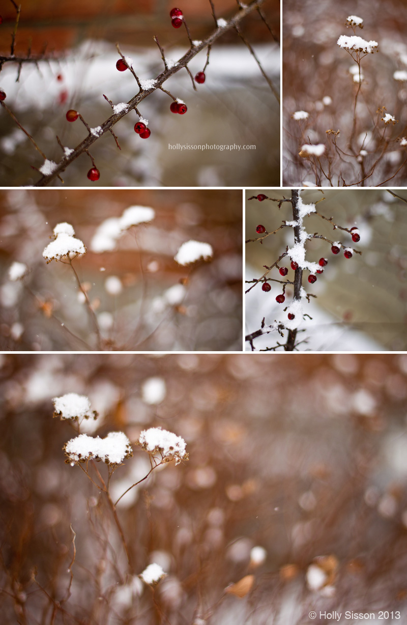 Winter folage bokeh collage