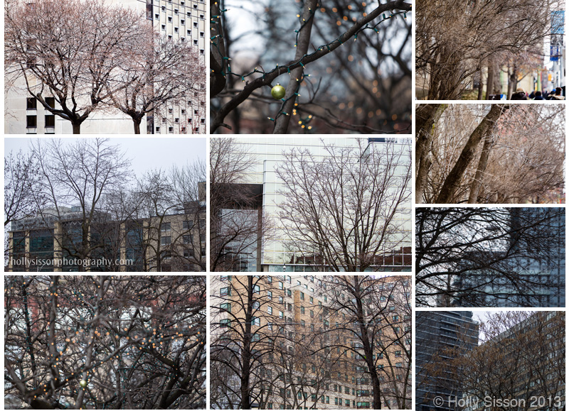 Trees  building downtown east Toronto collage