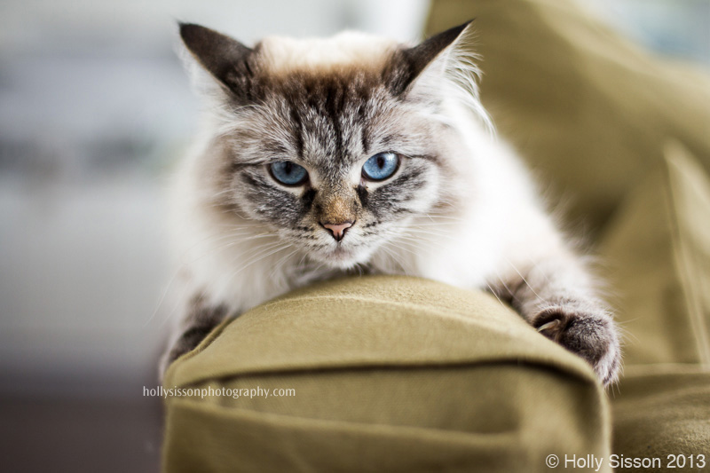 Alice on sofa arm