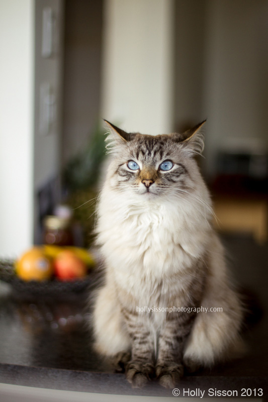 Finnegan on counter top through screen