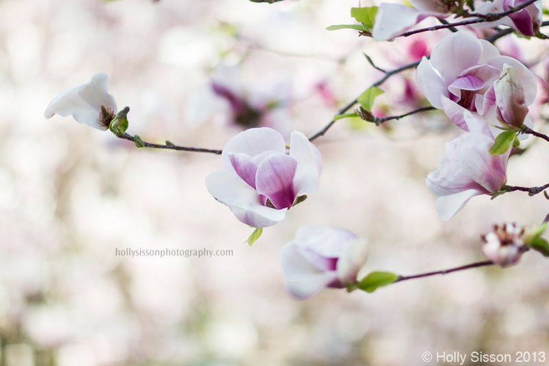 Blossum tree