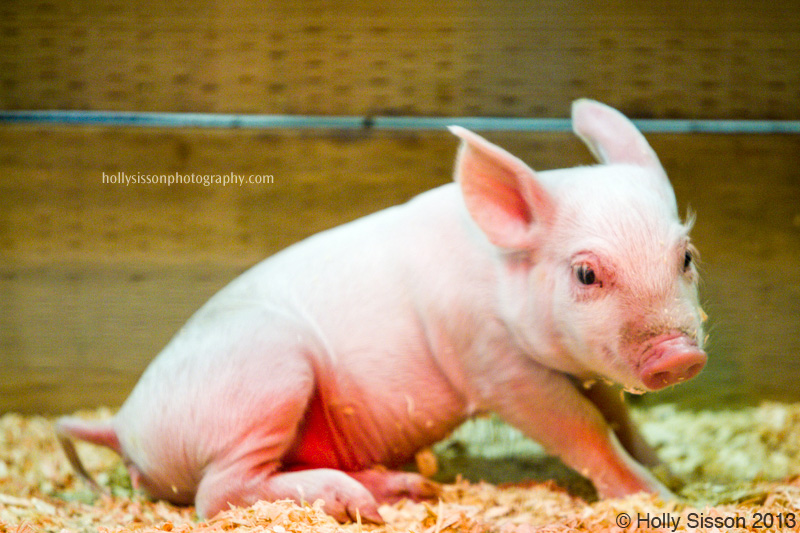 CNE Little Baby Piglet with Curly Tail