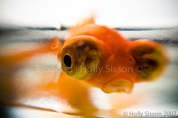 Lensbaby Goldfish