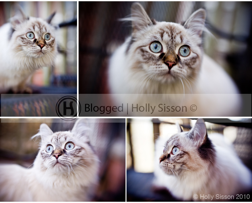 Alice-lensbaby-collage.jpg