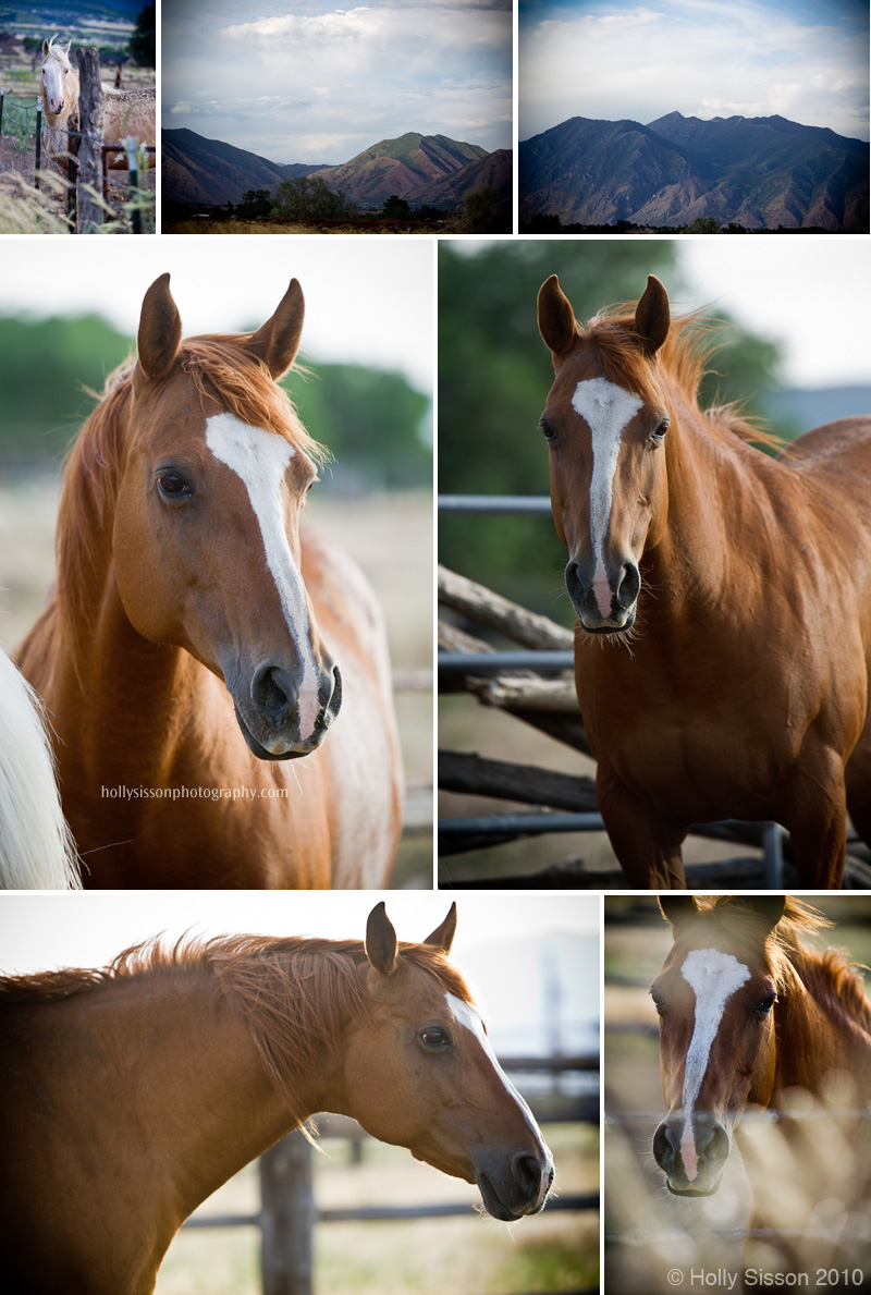 Utah_horses_landscape_college.jpg