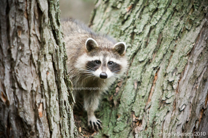 Raccoon in tree