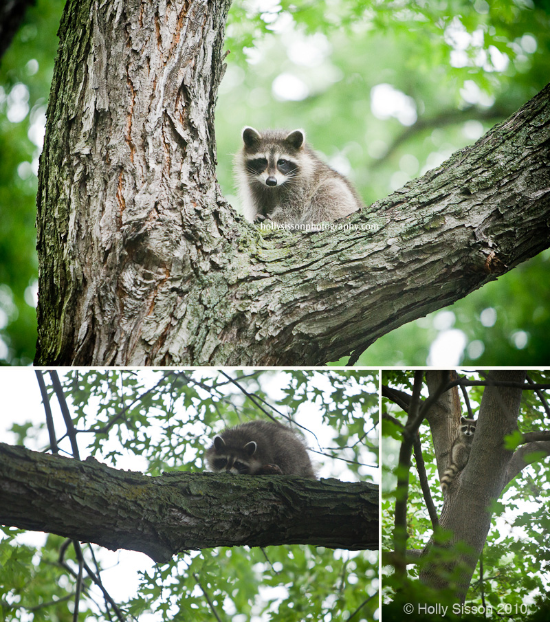 Raccon_in_tree_collage.jpg