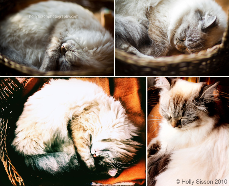 SnoozingAlice-collage.jpg