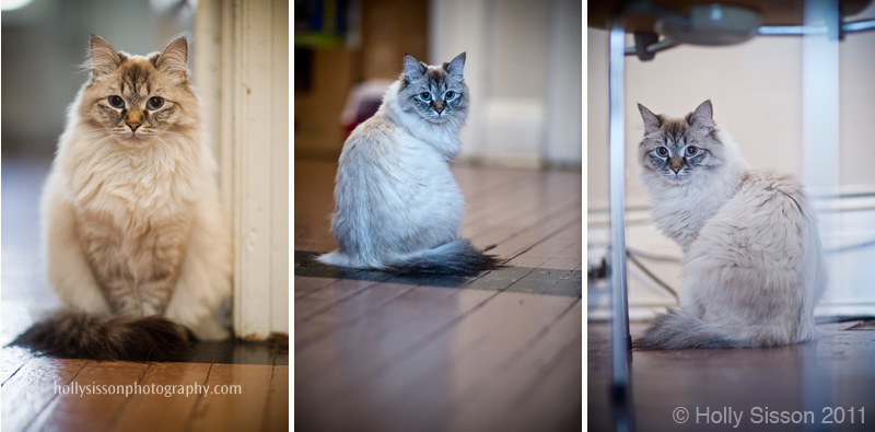 Alice Sitting collage