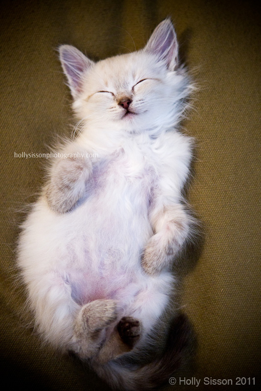 Finn snoozing on back