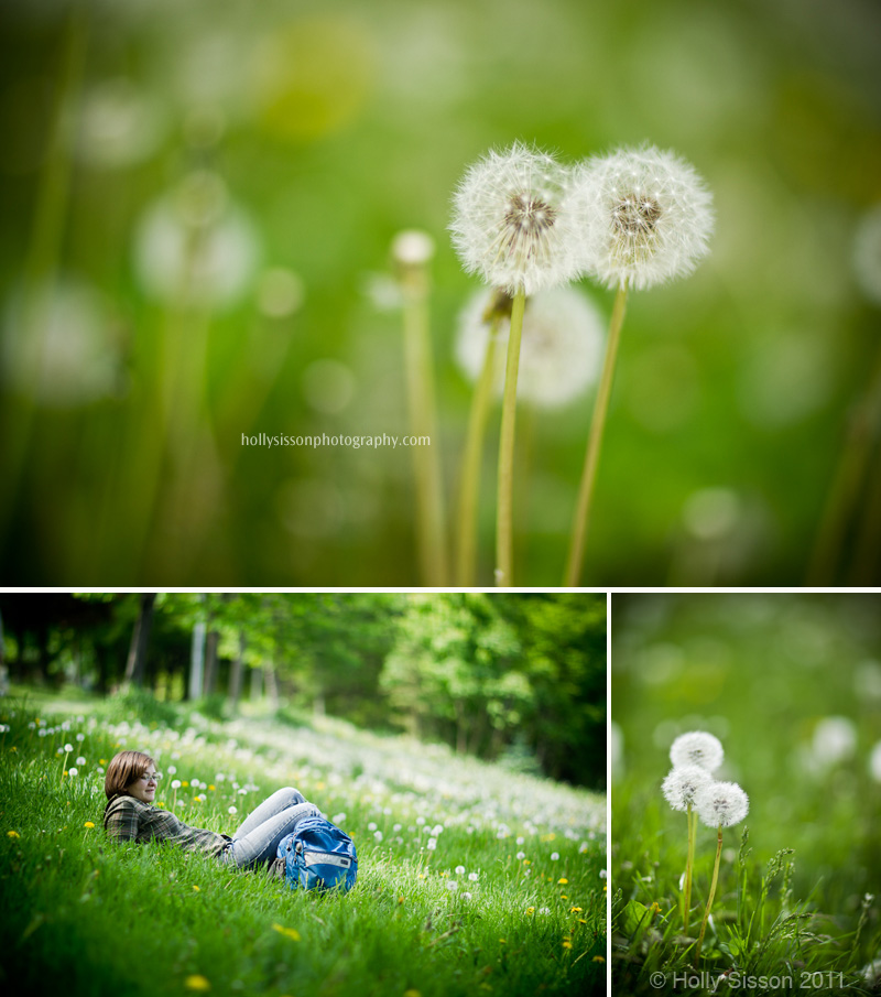 Dandelions collage