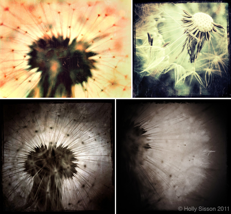 Dandelions iphone collage