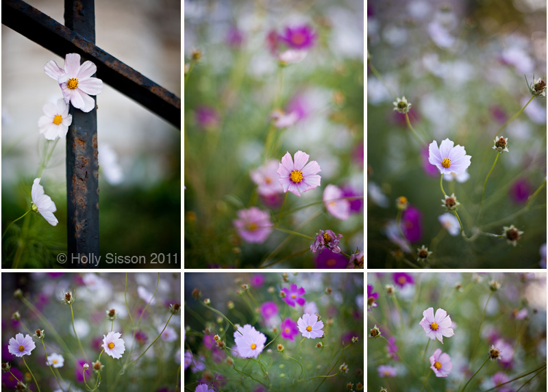 Flowers 50mm collage