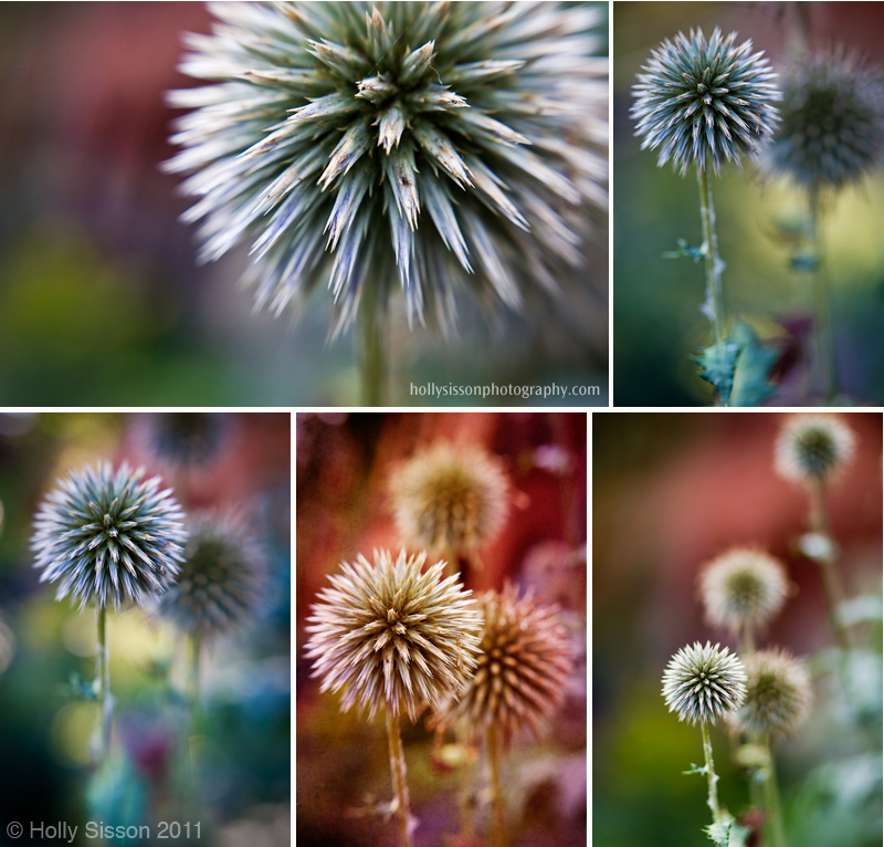 Spiky Looking Plant collage