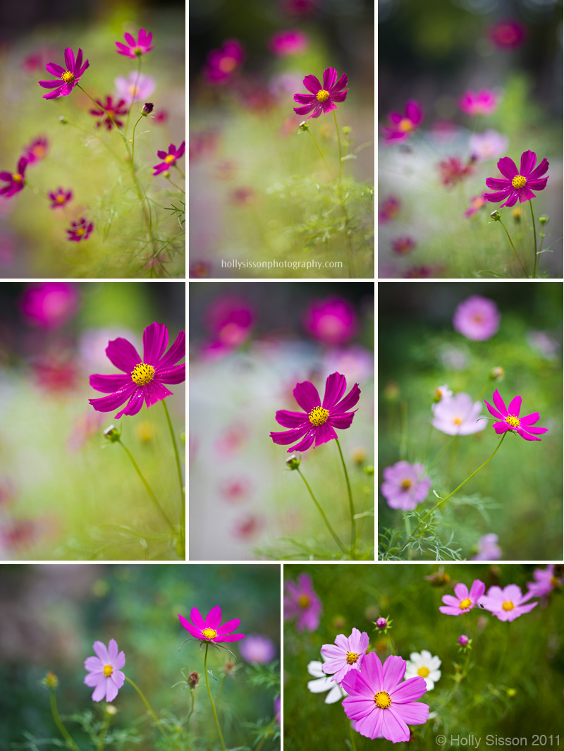 Wild Flower collage