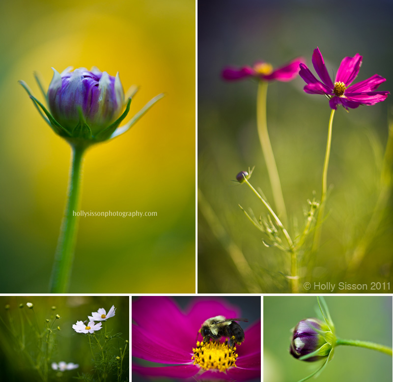 Wild Flower collage2