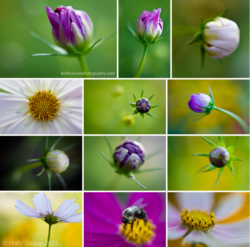 Wild Flower lensbaby collage