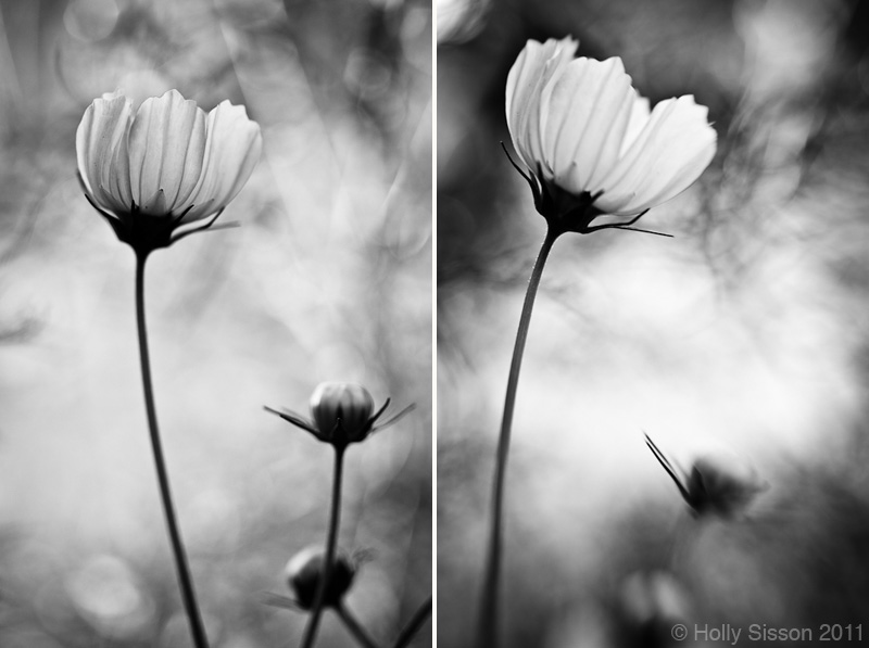 End of Summer Nature Photography: Toronto, ON » Holly Sisson Photography