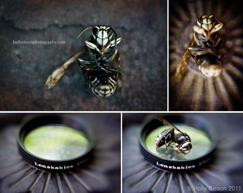 Hornet lensbaby collage