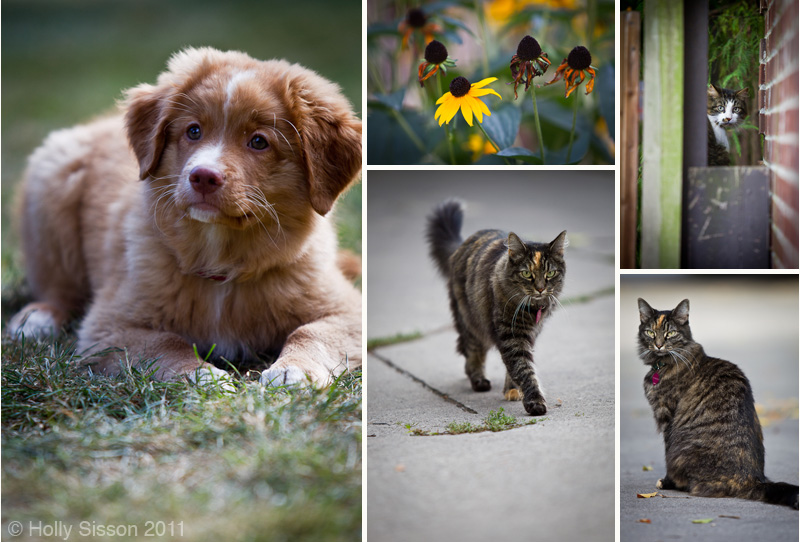Puppy cats nature collage