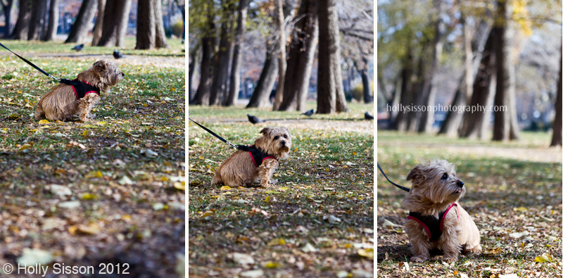 Dog AllanGardens college