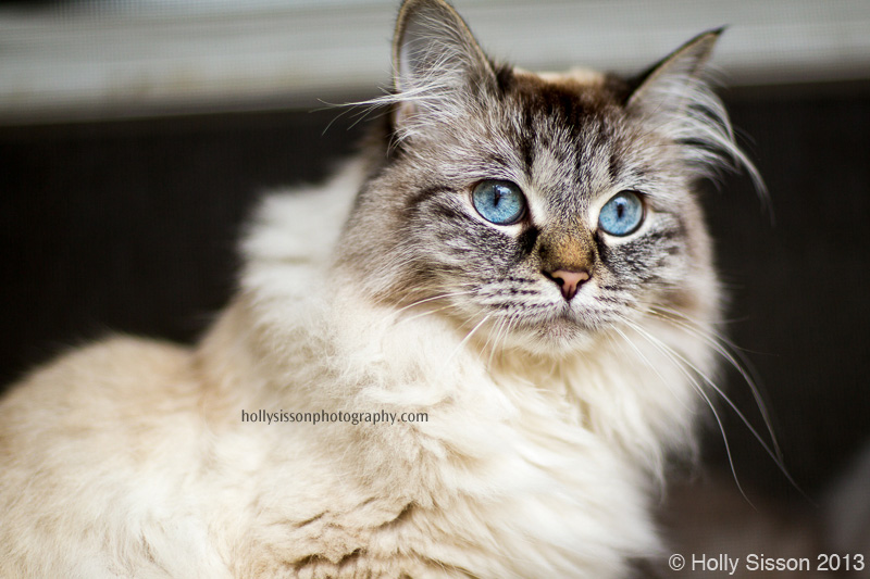 The Cats: Toronto Pet Photography » Holly Sisson Photography