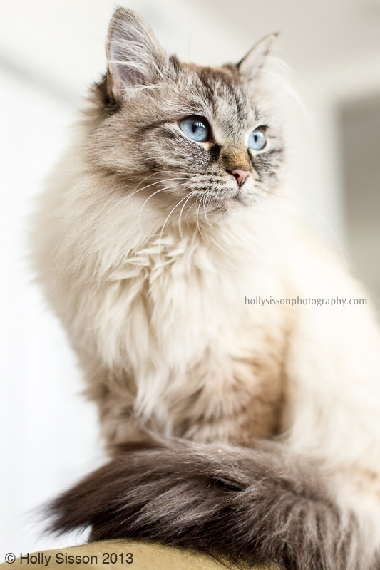 Alice sitting on sofa arm