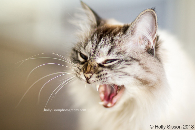 Alice yawning