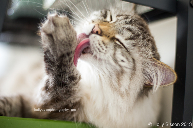 The Cats: Toronto Pet Photography » Holly Sisson Photography