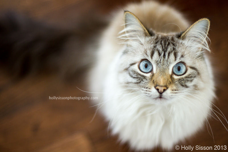 Finnegan looking up at me