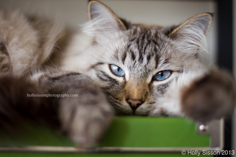 Finnegan on green box