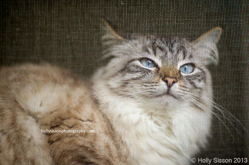 Finnegan through window screen