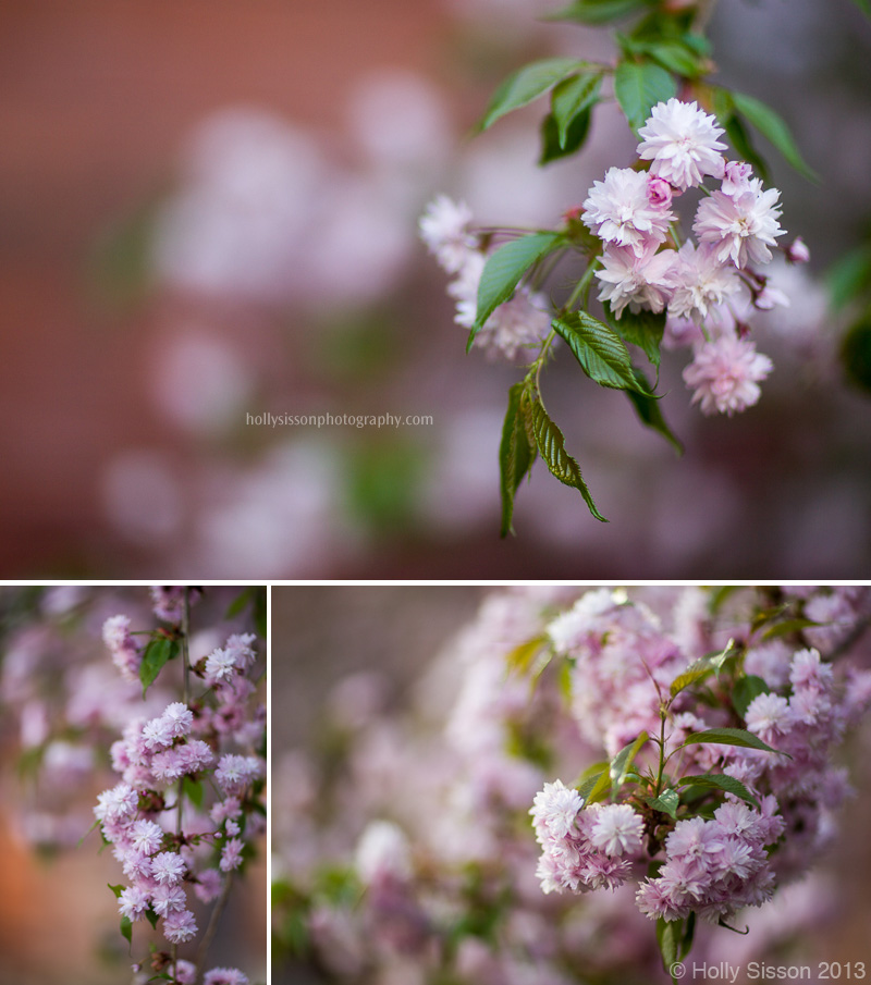 Pink Blossumed Trees on Jarvis
