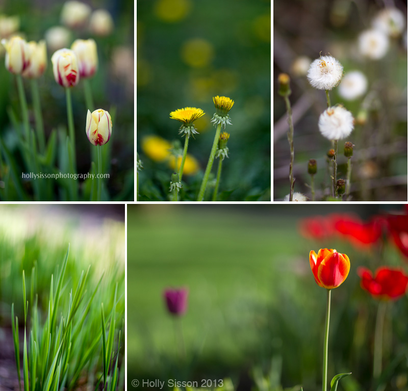 Spring Flowers Toronto