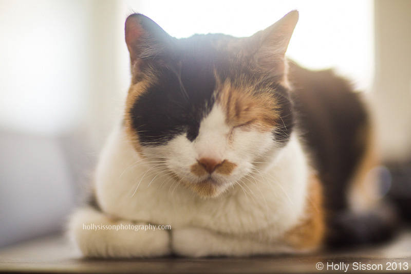 Zoe backlit on table