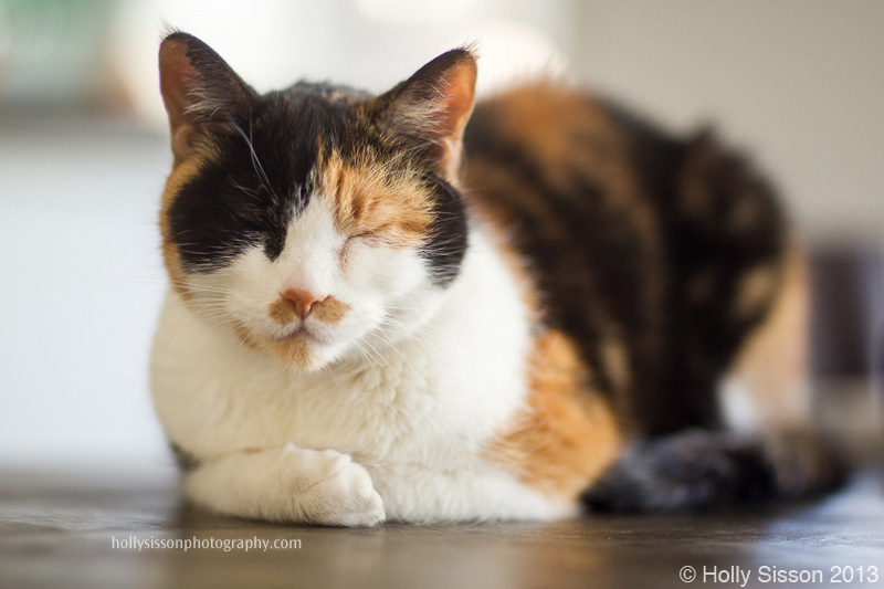 Zoe with paws curled under her on table
