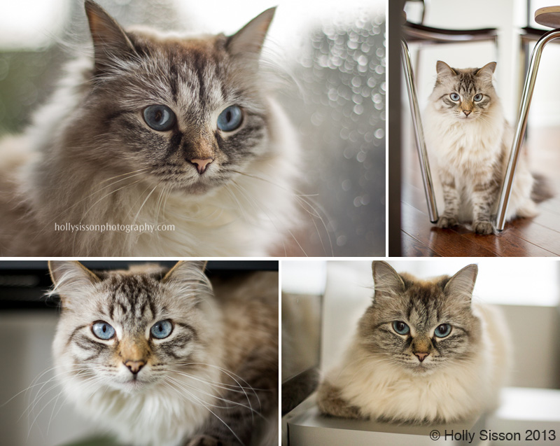 Alice  Finnegan collage