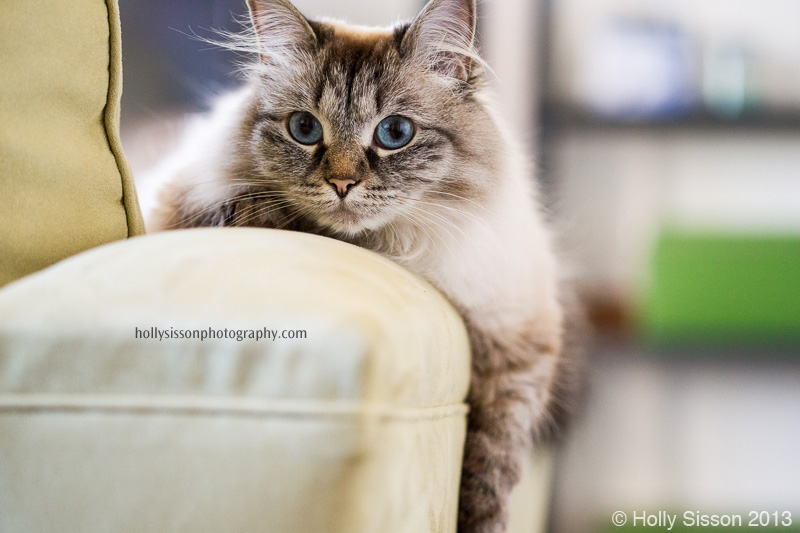 Alice hugging arm of sofa